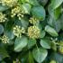 Hedera Hibernica Arbori climbing ivy, an evergreen climbing plant for covering walls and arbours, buy online UK delivery.