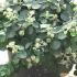 Hedera Hibernica Arbori Compact 60-80 cm buy online UK.