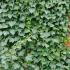 Hedera Hibernica Irish Ivy, useful evergreen ground cover or climber