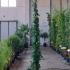 Hedera Hibernica Irish Ivy 1.75-2 m buy online UK.