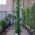 Hedera Hibernica Irish Ivy 2.5-3 m buy online UK.