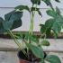 Hellebore Double Ellen Red Helleborus 10-15 cm buy online UK.