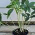 Hellebore Double Ellen White Helleborus 10-15 cm buy online UK.