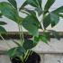 Helleborus Double Ellen Pink Spotted Hellebore 10-15 cm buy online UK.