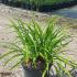 Hemerocallis Crimson Pirate Daylily 10-20 cm buy online UK.