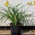 Hemerocallis Stella de Oro 15-25 cm buy online UK.