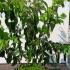 Heptacodium Miconioides Seven Sons 1.25-1.5 m buy online UK.