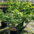 hm 1.25-1.75 m buy online UK.