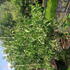 hm 2-2.5 m buy online UK.