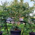 hm 2.5-3 m buy online UK.