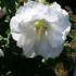Hibiscus Syriacus Totus Albus, Hibiscus UK