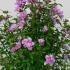 Hibiscus Syriacus Ardens boasts striking, intense pink blooms that create a dramatic focal point in gardens, complemented by its sturdy, compact growth.