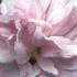 Hibiscus Syriacus Ardens, pink flowering Hibiscus, buy online UK