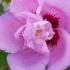 Hibiscus Syriacus Ardens is known for its rich, deep pink flowers that stand out against its dark green foliage, adding a bold and vibrant touch to any garden.