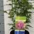 Hibiscus Syriacus Duc De Brabant 40-50 cm buy online UK.