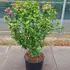 hibisducbrab 60-80 cm buy online UK.