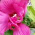 Hibiscus Syriacus Duc De Brabant is renowned for its stunning bi-colored flowers, with shades of pink and red that create a bold and striking visual impact in any landscape