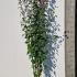 Hibiscus Syriacus Marina 1.5-1.75 m buy online UK.