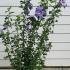 hibisyrioisbleu 1-1.25 m buy online UK.