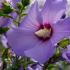 Hibiscus Syriacus Oiseau Bleu features delicate, light blue to lavender flowers with a soft, airy look, offering a unique and serene touch to any landscape.