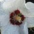 Hibiscus Syriacus Red Heart shrubs available to buy online, London UK
