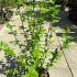 Hibiscus Syriacus Speciosus 70-80 cm buy online UK.