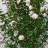 Hibiscus Syriacus Speciosus is admired for its large, showy flowers in shades of pale pink to purple, offering a striking addition to any garden with its graceful form and vibrant color.