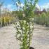 Hibiscus Syriacus White Chiffon 60-80 cm buy online UK.