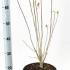 hswp 60-70 cm buy online UK.