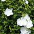 Buy Hibiscus Syriacus White Pillar, a white semi-double, flowering profusely in the summer. Super Hibiscus variety, easy to grow, buy online UK delivery.
