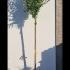 Hibiscus Syriacus Woodbridge 3-3.5 m buy online UK.
