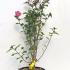 Hibiscus Syriacus Woodbridge 1-1.25 m buy online UK.