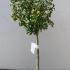 Hibiscus Syriacus Woodbridge 1.25-1.5 m buy online UK.