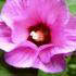 Hibiscus Syriacus Woodbridge, pink flowering Hibiscus to buy online UK