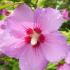 Hibiscus Syriacus Woodbridge features striking pink and purple flowers, offering a vibrant and bold contrast against its lush green foliage, perfect for creating a focal point in any garden.