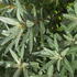Hippophae Hikul compact sea buckthorn shrub with silver green foliage and orange berries