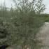 Hippophae Leikora Pollmix Sea Buckthorn Male Female Mix 1.75-2 m buy online UK.
