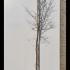 Hippophae Rhamnoides Hergo Sea Buckthorn 3-3.5 m buy online UK.