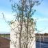 hrhs 3-3.5 m buy online UK.