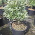 hrh 60-80 cm buy online UK.