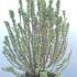 hrh 60-80 cm buy online UK.