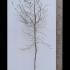 Hippophae Rhamnoides Sea Buckthorn 3.5-4 m buy online UK.