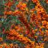 Hippophae Rhamnoides or Sea Buckthorn has beautiful orange berries, very decorative shrub, buy UK