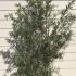 Hippophae Rhamnoides Sea Buckthorn 1-1.25 m buy online UK.