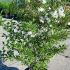 Hoheria Sexstylosa Stardust Ribbonwood  1.5-1.75 m buy online UK.