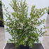 hss 1.25-1.5 m buy online UK.