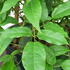 Holboellia Latifolia Evergreen Climber