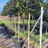 Holly Topiary Tree - Ilex Nellie Stevens 1.8-1.9 m buy online UK.