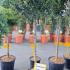 Holly Topiary Tree - Ilex Nellie Stevens 1.2-1.3 m buy online UK.