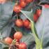 Holly topiary trees to buy online, London garden centre, UK delivery